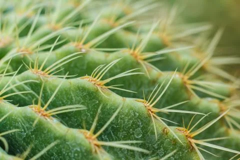 Close up of globe shaped cactus Stock Photos