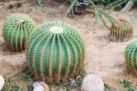 Close up of globe shaped cactus Stock Photos