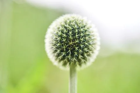 Close-up of globe thistle flower bud with soft green background Stock Photos