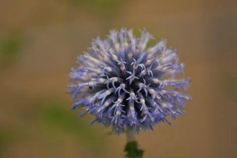Close-up of a Globe Thistle Foto stock