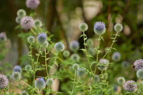 Close-up of a Globe Thistle Stock Photos