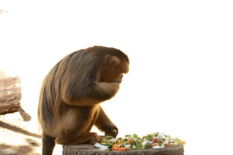 Close up Gloden Monkey, Gelada (Theropithecus gelada) Stock Photos