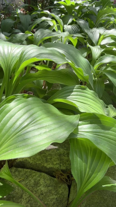 Close Up of Glossy Green Hosta Leaves in Bright Summer Light Background Stock Footage 340420683