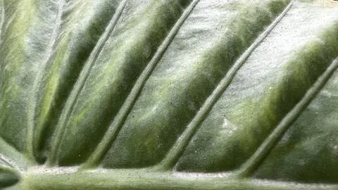 Close-up of glossy green leaf surface with strong veins and soft natural light Ilustración de archivo