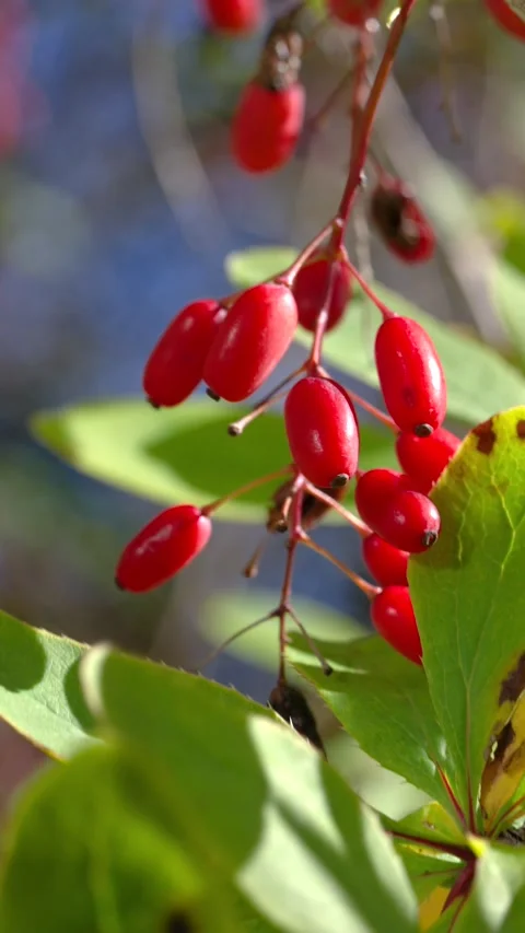Close-up of glossy red berries on slender stems with green leaves and soft bokeh Stock Footage 345678147