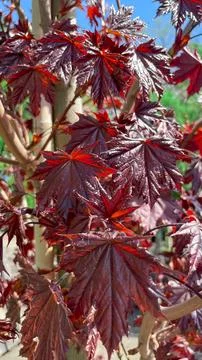 Close up of glossy red maple leaves on a sapling in a garden nursery Stock Photos