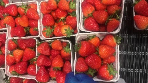 Close up of gloved hand picking red strawberries Stock Footage 132824936