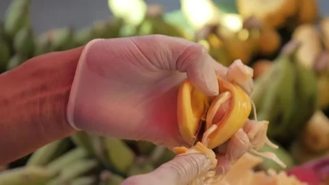 Close-up of Gloved Hand Slicing and Extracting Seed From Fresh Jackfruit Pod Stock Footage 345636354