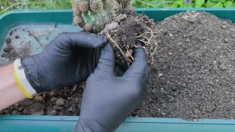 Close-up of gloved hands carefully removing old soil from cactus roots befo.. Stock Footage 339310011