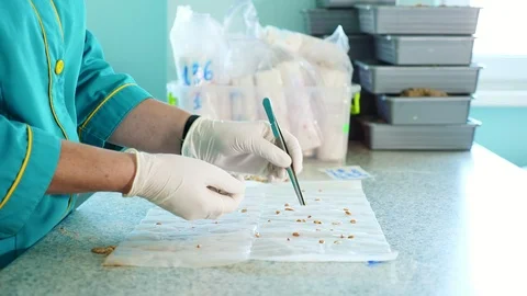 Close up, gloved hands of lab worker studying, examine sprouted, rooted corn Stock Footage 96760539