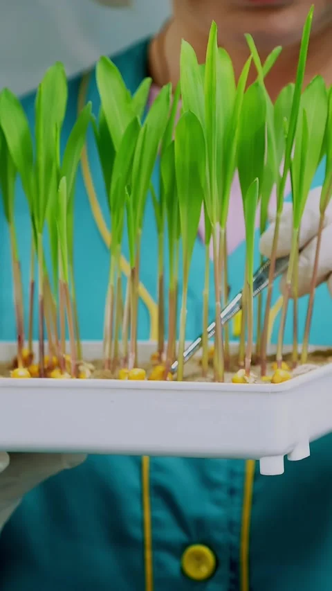 Close up, gloved hands of lab worker reviews growing young green sprouts in soil Stock Footage 320960231