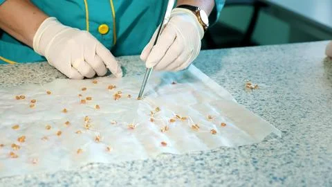 Close up, gloved hands of lab worker studying, examine sprouted, rooted corn Stock Photos