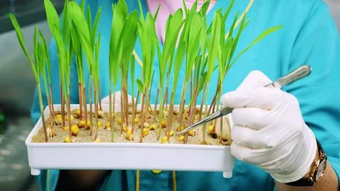 Close up, gloved hands of lab worker reviews growing young green sprouts in soil Stock Photos