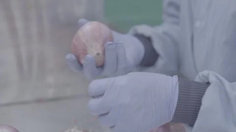 Close-up of gloved hands peeling a red onion Stock-Footage 327442568