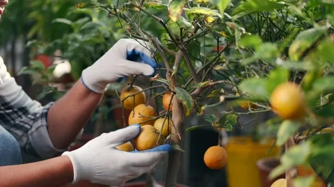 Close Up of Gloved Hands Picking Ripe Orange Fruit From Small Citrus Tree in Stock Footage 340536068