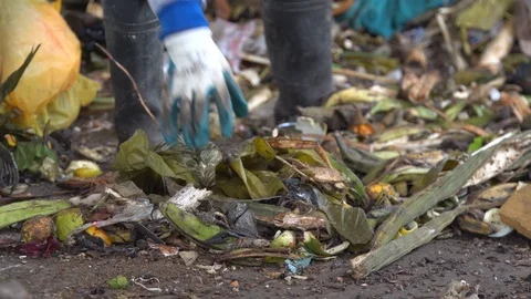 Close-up . gloved hands. remove waste from fruits. sorting out the trash Stock Footage 127369008