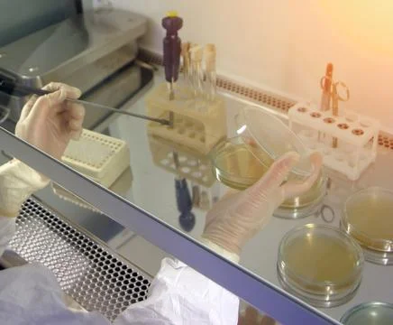 Close-up Of A Gloved Scientist Using A Pipette In A Biosafety Cabinet Stock Photos