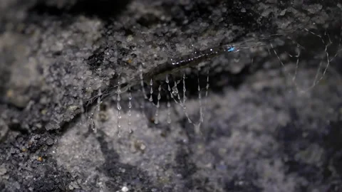 Close up of glow worm and its threads on a rock wall at lithgow Stock-Footage 152134956