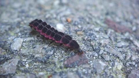Close Up Glow Worm on Natural Rock Surface Vídeo Stock 332997818