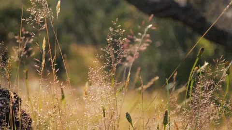 Close-Up of Glowing Grasses and Seed Heads at Sunset with Shallow Depth of Field Video stock 315094541