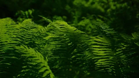 Close-up of glowing green ferns in dim forest light Stock Footage 345708702