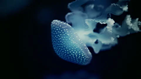 Close-up of glowing jellyfish with elegant tentacles in deep sea darkness Stock Footage 335550374