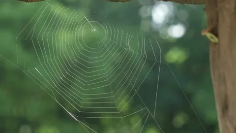 Close up glowing spider web or cobweb on background of forest early morning Stock Footage 201774887