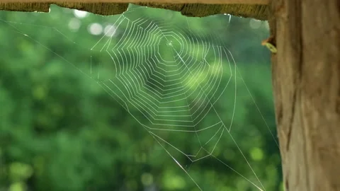 Close up glowing spiderweb or cobweb on background of forest early morning Stock Footage 203363547