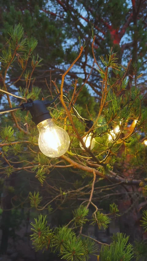 Close Up of Glowing String Lights on Pine Tree Branches at Twilight Stock Footage 318160395