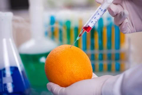 Close up of GMO experiment  injecting liquid into orange, agricultural resear Foto stock
