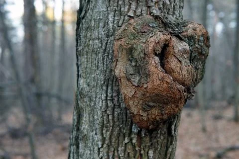 Close up gnarl on the bark of a tree Stock Photos