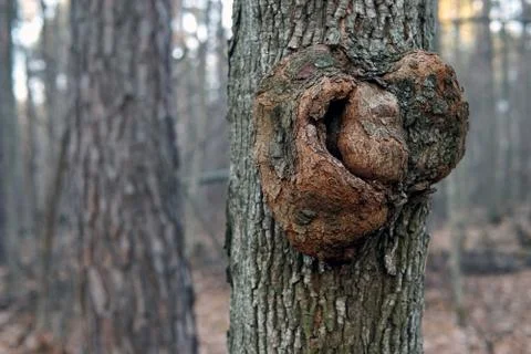 Close up gnarl on the bark of a tree Stock Photos