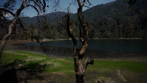 Close up of gnarled moss covered tree trunk in foreground with sunlit mountain Stock Footage 343141648
