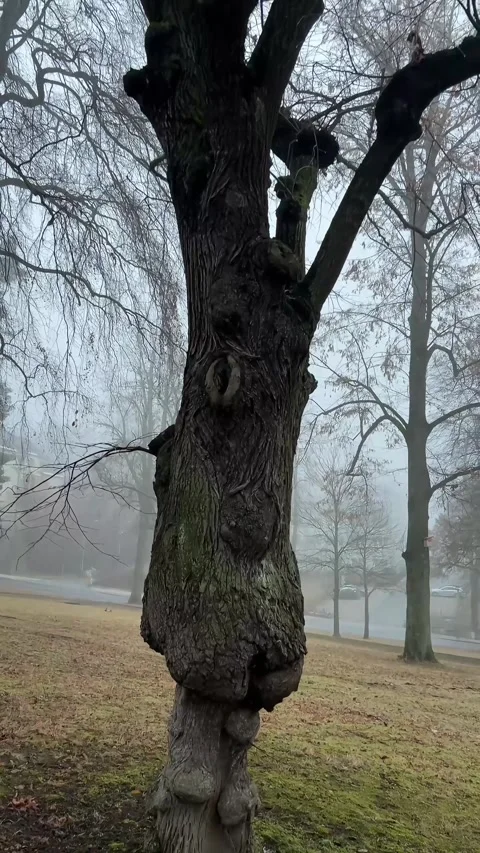 Close-up of Gnarled Tree Trunk in Misty Stock Footage 328927454