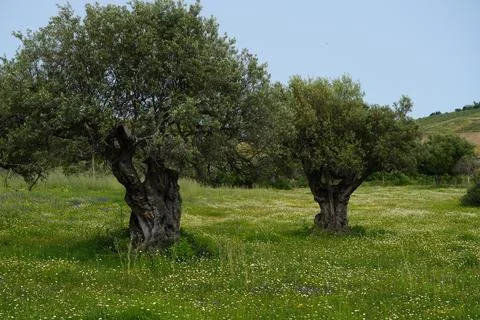 A close-up of the gnarled trunk of an ancient olive grove. 스톡 사진