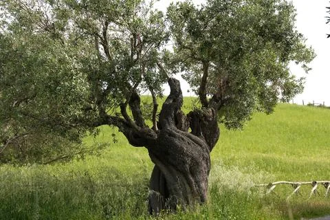 A close-up of the gnarled trunk of an ancient olive grove. Photos