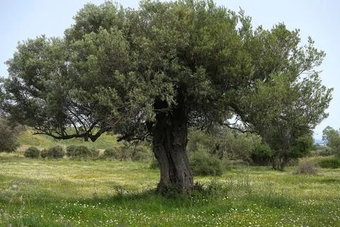 A close-up of the gnarled trunk of an ancient olive grove. 스톡 사진
