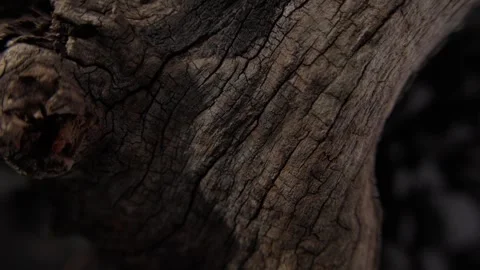 Close-up of Gnarled Wooden Texture Stock Footage 286242078