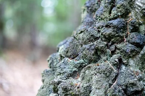 Close-up of Gnarly Tree Bark with Moss and Lichen in a Forest Stock Photos