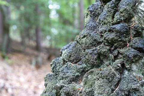 Close-up of Gnarly Tree Bark with Moss and Lichen in a Forest Stock Photos