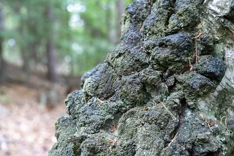 Close-up of Gnarly Tree Bark with Moss and Lichen in a Forest Stock Photos