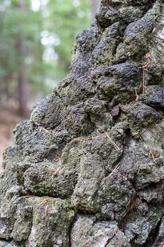 Close-up of Gnarly Tree Bark with Moss and Lichen in a Forest Stock Photos