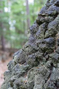 Close-up of Gnarly Tree Bark with Moss and Lichen in a Forest Stock Photos