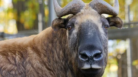 Close up of gnu goat Stock Footage 119487197