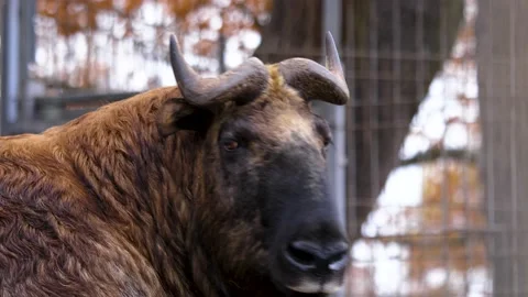 A close up of a gnu goat, Stock Footage 135523134