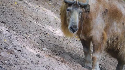 Close up of gnu goat takin Stock Footage 253534137