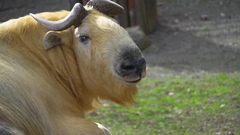Close up of gnu goat takin Stock Footage 271516727
