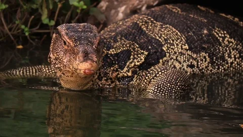 Close Up Goanna Lizard Stock Footage 115234824