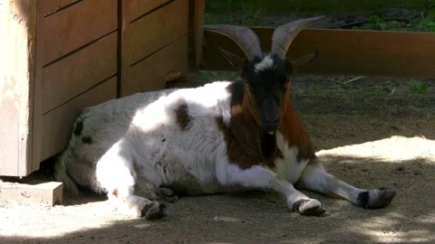 Close up of goat in 4k slow motion 60fps Stock Footage 244828938