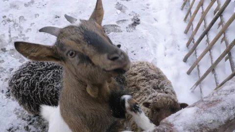 Close up of goat and sheeps hand fed vegetables in the snowy winter farm Stock Footage 169296174